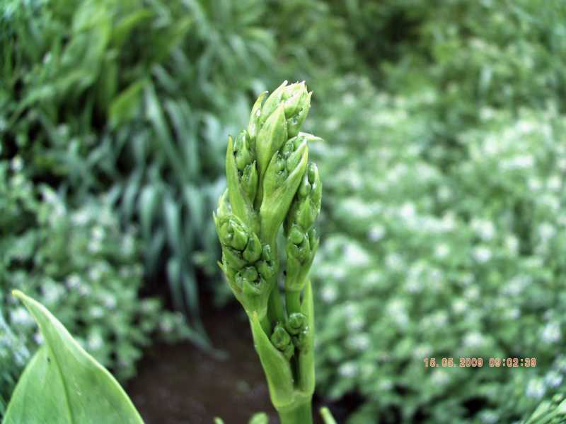 Alisma plantago-aquatica / Mestolaccia